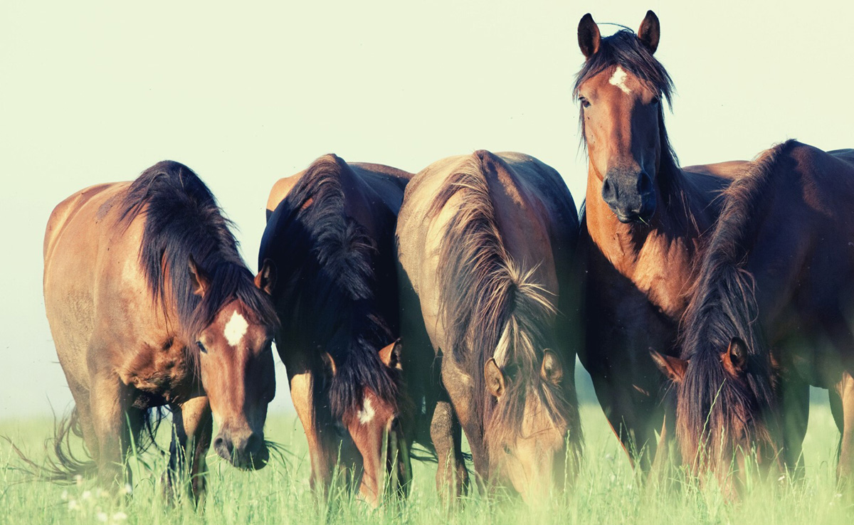 Pferde auf der Weide - Foto: Canva