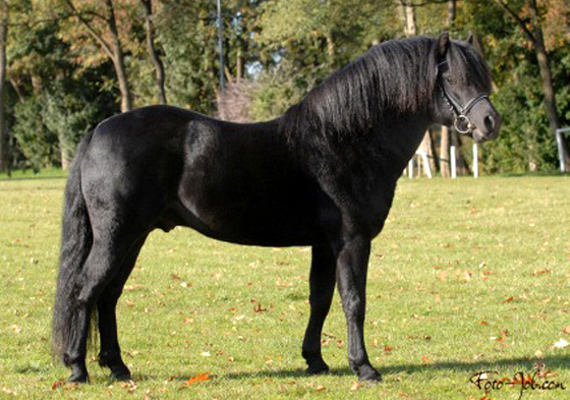 Pony Pferd Größe