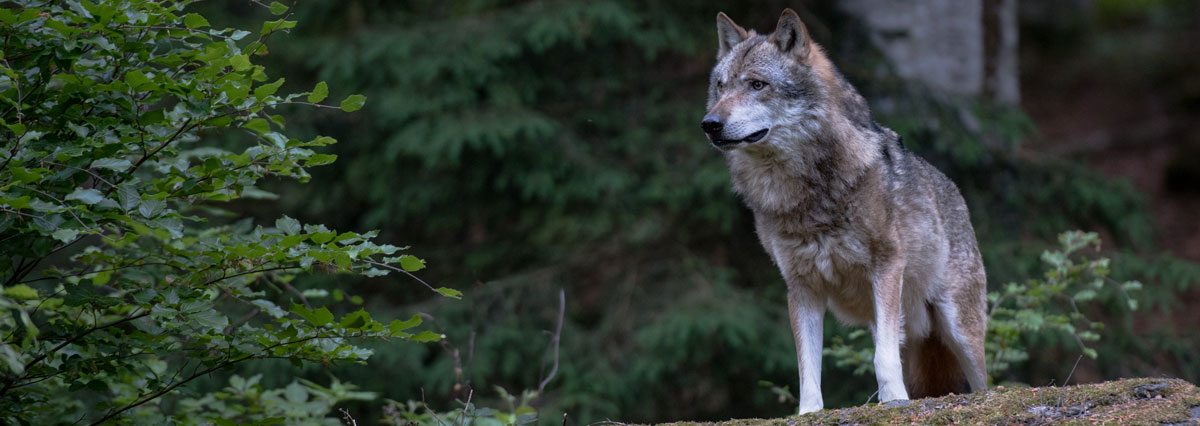 Wolf - Foto: AdobeStock/Miller Eszter