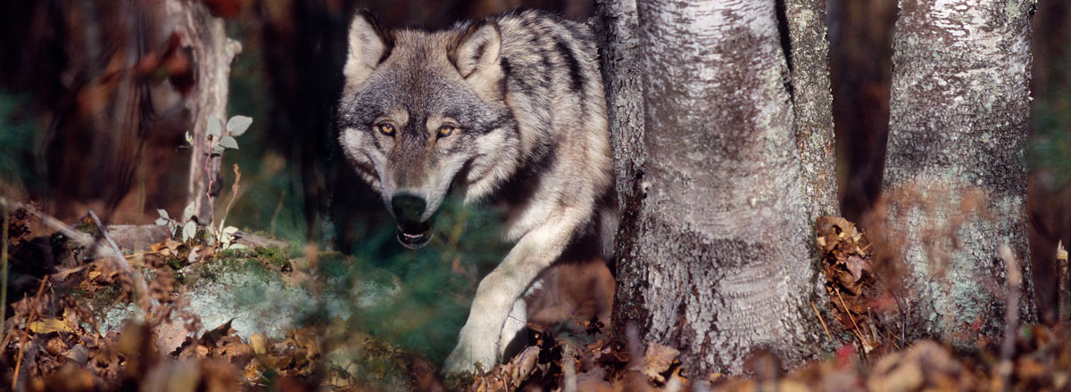 Wolf - Foto: AdobeStock/outdoorsman