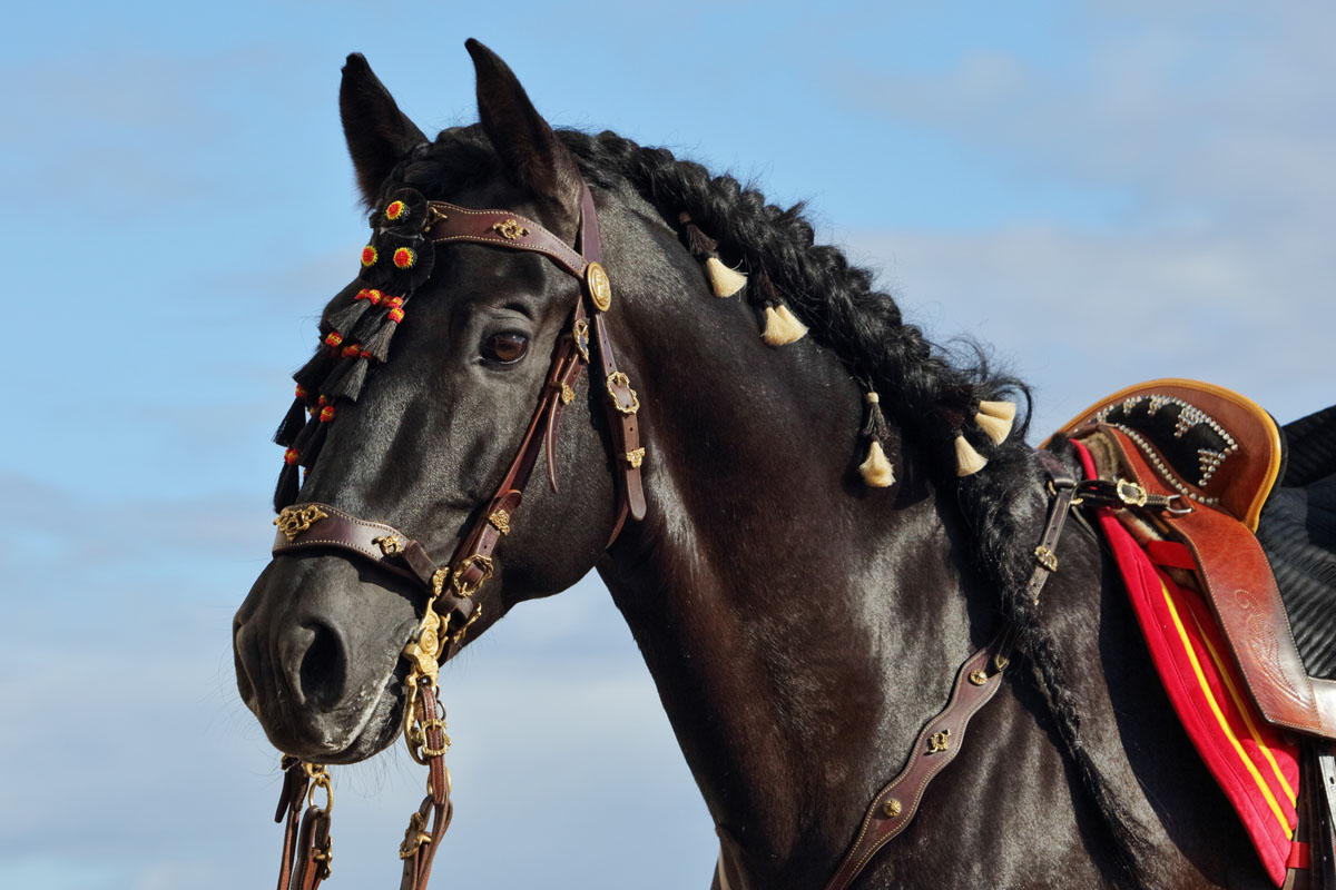 Das Spanische Pferde steht im Mittelpunkt der Reise von FNticket&travel nach Andalusien. Foto: Shutterstock