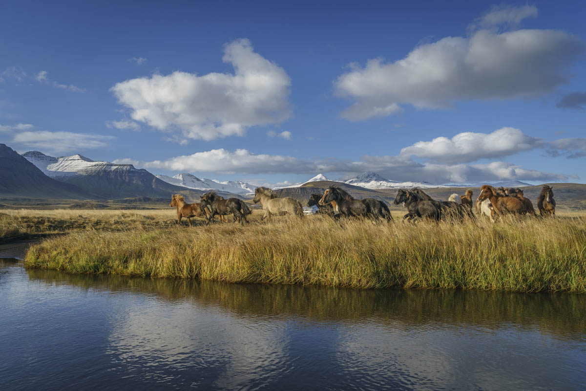 Pferde pur und eine atemberaubend schöne Landschaft mit zahlreichen Naturphänomenen erwarten die Reisegäste in Island. Foto: Visit Iceland