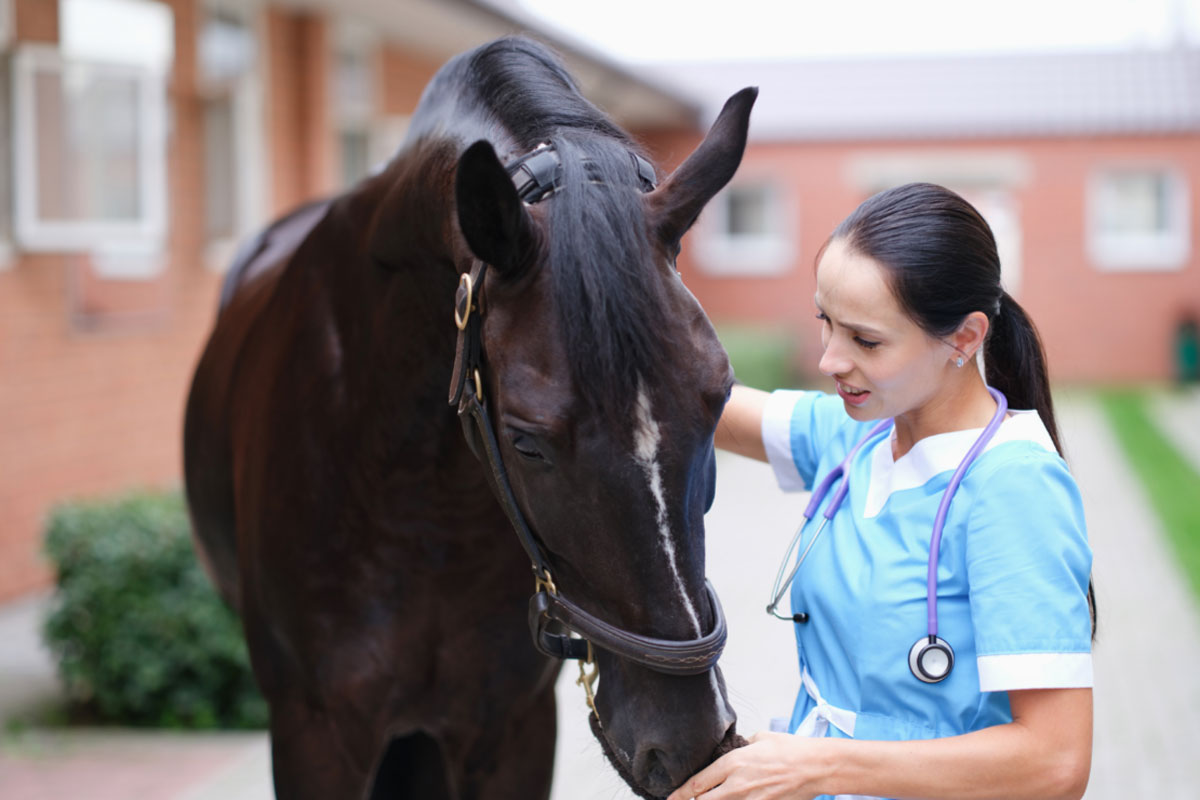 Die Tierärztin untersucht das Pferd auf Infektionskrankheiten. - Foto: Canva
