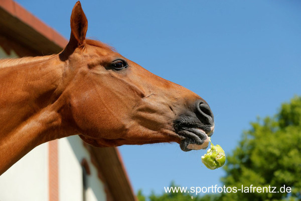 Pferde richtig füttern - Foto: Lafrentz