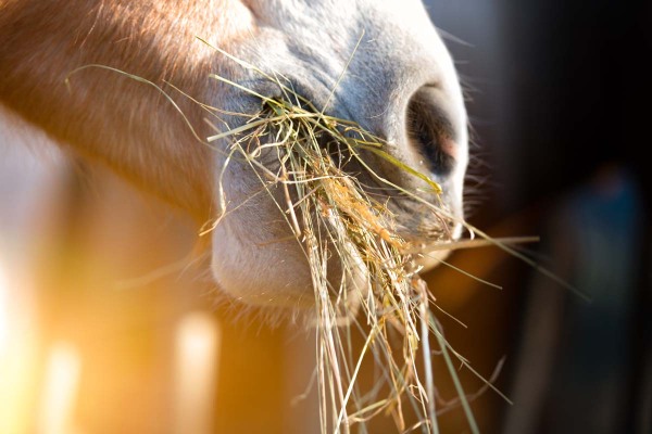 Pferde richtig füttern - Foto: michelangeloop/Fotolia